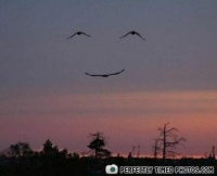 bird smiley face