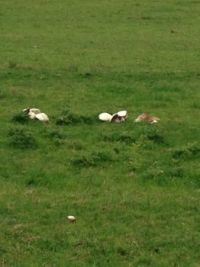 mushrooms 004