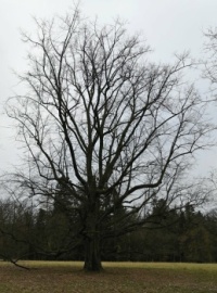 Strom v zimě