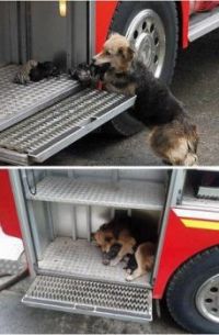 Dog saves all her puppies from a house fire, and put them to safety in one of the fire trucks