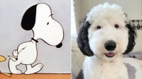 Snoopy is Real!!