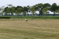 Stork in Holland