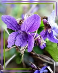 💜☘️ Violets ☘️💜