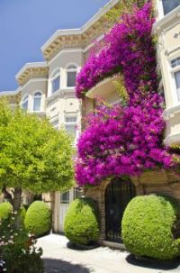 Flower balcony, San Francisco Apartments