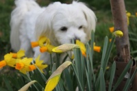 Timothy smelling the daffodils