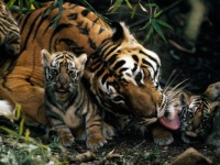 Tiger mom & kids