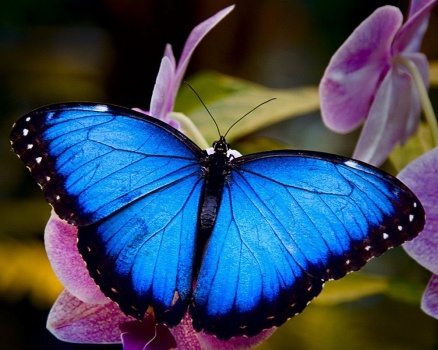 Solve 3 ~ 'Blue Morpho on Orchids' jigsaw puzzle online with 12 pieces