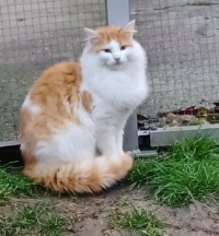Linus