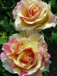 how beautiful are these!