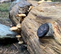 Funghi nel  tronco di un albero