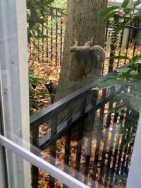 cat vs squirrel
