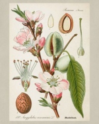 Botanical chart