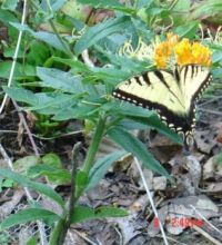 Butterfly Weed with a Tiger Swallowtail for Jana
