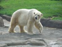 polar bear