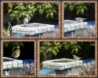 Birdbath Collage