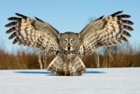 Great Grey Owl