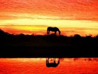 Cavalo