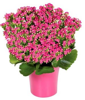 Pink Kalanchoe plant for Irmachac