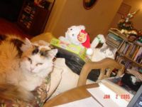 Count the  cats