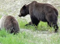 A pair of Grizzlys