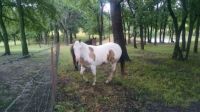 My neighbor's animals run on my pastures. This is SAMMY a white paint horse.