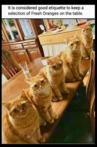 Orange you glad were here?