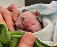 Baby Wombat.