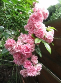 Cascade Rose