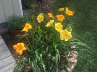 Daylilies