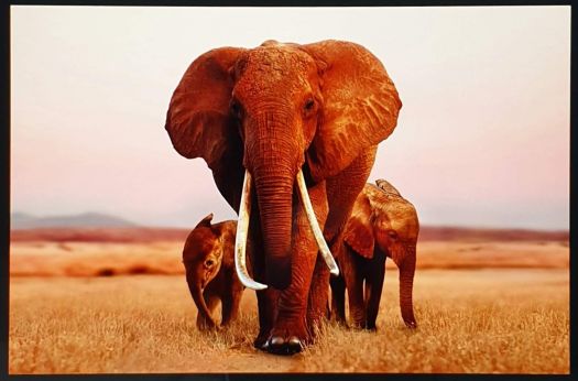 Solve AFRICAN ELEPHANTS... jigsaw puzzle online with 40 pieces