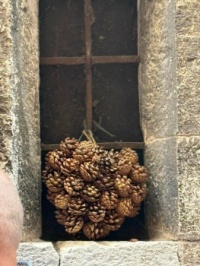 Collecting pine cones?