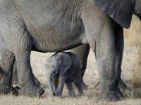 Elefant-mama-baba