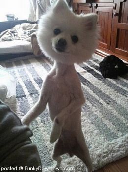 WRITE A CAPTION - DOG