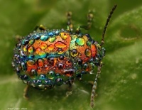 4  ~  'Rainbow Beetle.'