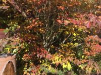 Dogwood