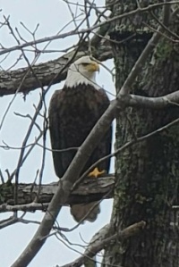 Bald Eagle - Cropped