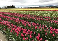 Tulip Festival in Mount Vernon, Washington