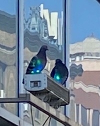 Two pigeons and glass front building