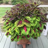 Coleus