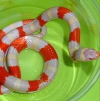 Albino Sinaloan Milk Snake