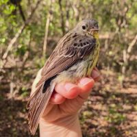 Jamaica's first-recorded Kirtland's Warbler, endangered