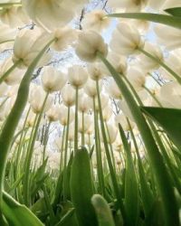 Tulip forrest