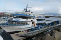 Iceland, whale watching trip