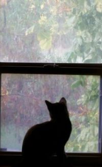 A Cat and His Window