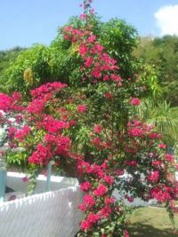 Tropical flora