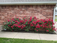 My Awesome Hubby's Knock Out Roses