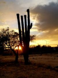Saguaro at sunset