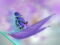 butterfly fairy