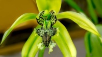 Black lipped orchid
