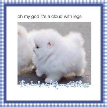 cloud puppy
